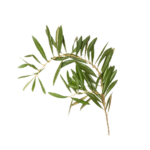 zaatar house element 03